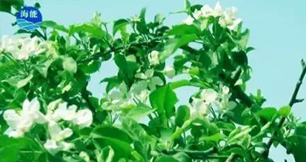 烟台大香蕉免费小视频生物带你走进文登----朴实的大叔给你讲述华丽的效果