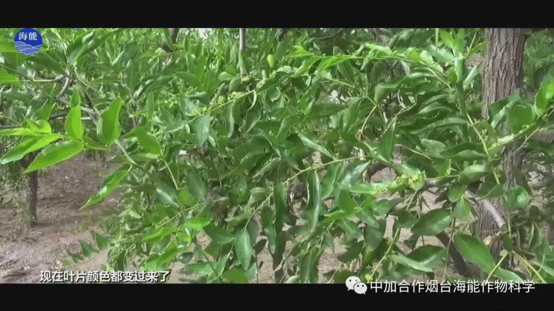 颗粒水溶肥