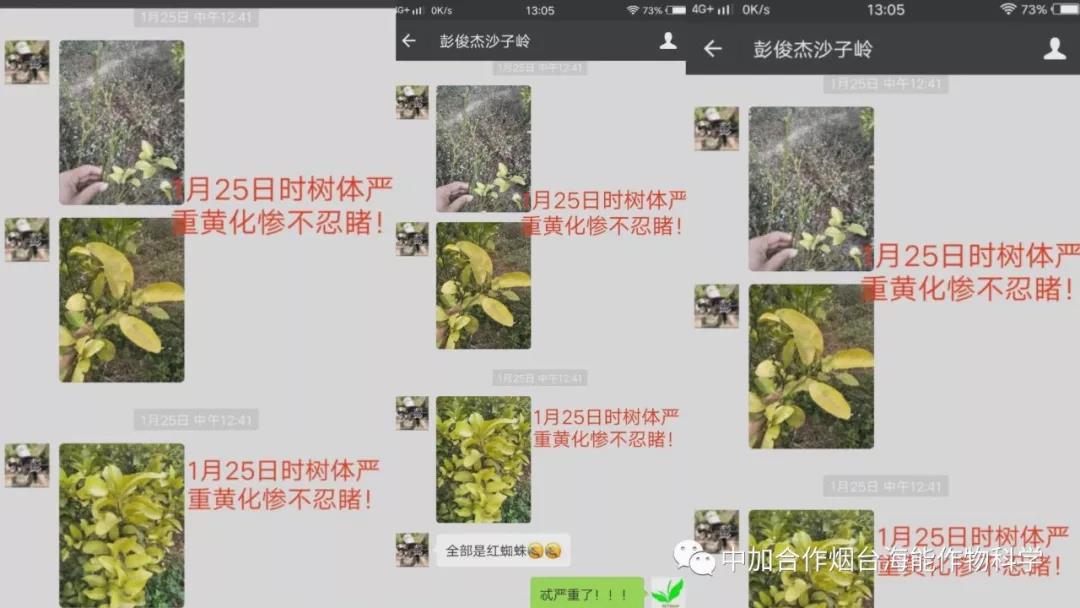 颗粒水溶肥