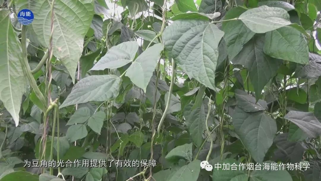 颗粒水溶肥