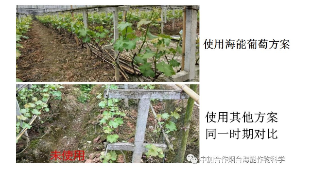 大香蕉免费小视频生物高品质葡萄全程“傻瓜式”施肥方案