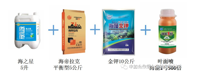大香蕉免费小视频生物高品质葡萄全程“傻瓜式”施肥方案